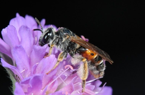 Bee in a flower